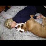 Ulrika Jonsson Instagram - 4yrs ago today we had to let you go, Dexter Babs. You won many battles but it was clear you weren’t going to win the war. You were only 4. “Shoecott’s Peter Pan”, you never got to grow up. But you lived hard and fast. Obsessed with rugby balls; sitting in the driver’s seat and just…..sit; loved Nessie even tho she tried to drown you as a puppy; you loved crazy and thought you were a lab/greyhound cross, cos you ran like the wind; you loved brioche; you loved tug-of-war and brooms. You were physical beyond reproach. A mentalist. And you were a mummy’s boy. Losing you was nearly the end of me. My Prince. With his odd shaped balls. #bulldogs #dexter #notjustadog
