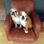 Ulrika Jonsson Instagram - 4yrs ago today we had to let you go, Dexter Babs. You won many battles but it was clear you weren’t going to win the war. You were only 4. “Shoecott’s Peter Pan”, you never got to grow up. But you lived hard and fast. Obsessed with rugby balls; sitting in the driver’s seat and just…..sit; loved Nessie even tho she tried to drown you as a puppy; you loved crazy and thought you were a lab/greyhound cross, cos you ran like the wind; you loved brioche; you loved tug-of-war and brooms. You were physical beyond reproach. A mentalist. And you were a mummy’s boy. Losing you was nearly the end of me. My Prince. With his odd shaped balls. #bulldogs #dexter #notjustadog