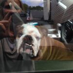 Ulrika Jonsson Instagram - 4yrs ago today we had to let you go, Dexter Babs. You won many battles but it was clear you weren’t going to win the war. You were only 4. “Shoecott’s Peter Pan”, you never got to grow up. But you lived hard and fast. Obsessed with rugby balls; sitting in the driver’s seat and just…..sit; loved Nessie even tho she tried to drown you as a puppy; you loved crazy and thought you were a lab/greyhound cross, cos you ran like the wind; you loved brioche; you loved tug-of-war and brooms. You were physical beyond reproach. A mentalist. And you were a mummy’s boy. Losing you was nearly the end of me. My Prince. With his odd shaped balls. #bulldogs #dexter #notjustadog