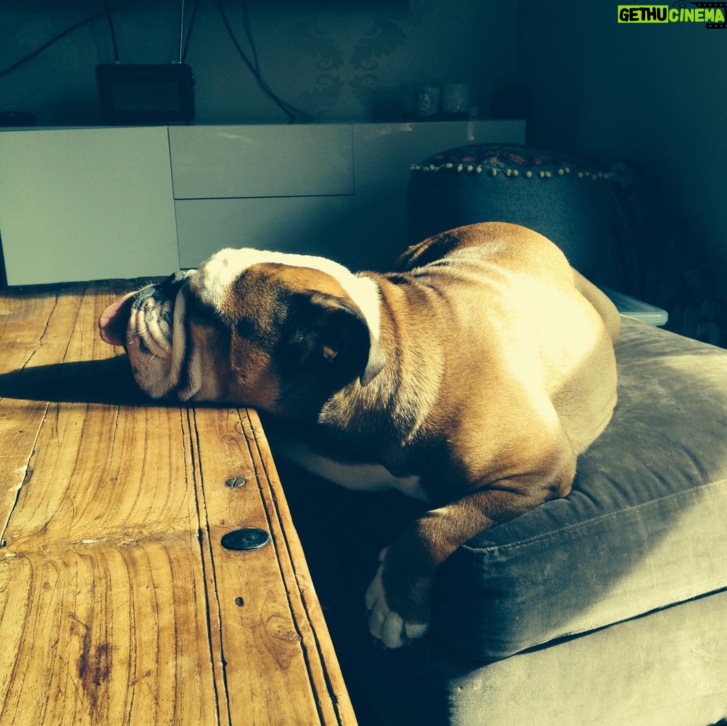 Ulrika Jonsson Instagram - 4yrs ago today we had to let you go, Dexter Babs. You won many battles but it was clear you weren’t going to win the war. You were only 4. “Shoecott’s Peter Pan”, you never got to grow up. But you lived hard and fast. Obsessed with rugby balls; sitting in the driver’s seat and just…..sit; loved Nessie even tho she tried to drown you as a puppy; you loved crazy and thought you were a lab/greyhound cross, cos you ran like the wind; you loved brioche; you loved tug-of-war and brooms. You were physical beyond reproach. A mentalist. And you were a mummy’s boy. Losing you was nearly the end of me. My Prince. With his odd shaped balls. #bulldogs #dexter #notjustadog