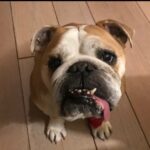 Ulrika Jonsson Instagram - Royal Empire My Fair Lady aka Nessie. Would have been 11 today. Didn’t make it to 10. Matriarch and Queen of our house. #bulldog