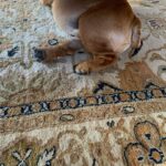 Ulrika Jonsson Instagram - My boy. Surgery yesterday and ended up having 6 teeth removed. (Seems a bit unfortunate on top of his leukaemia. But there you go). Any owner of brachycephalic breeds knows surgery of any kind is an uncertainty. Anyone who knows me, knows I’ve lost 3 Bullies in 5 years. (I know. I’ve got form….) He’s home. (Thanks to lovely vet Olga and nurse Daisy for caring for my boy @henleyvets ) #bulldogs #leo
