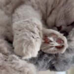 V. E. Schwab Instagram – This moment of zen brought to you by Chauncey’s toes.

#veschwab #catsofinstagram #cats