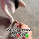 VJ Ezhilarasi Instagram - Playing fetch with DOG❌ CAT✅😅 My alagies ♥️ . . #throwback #catmom