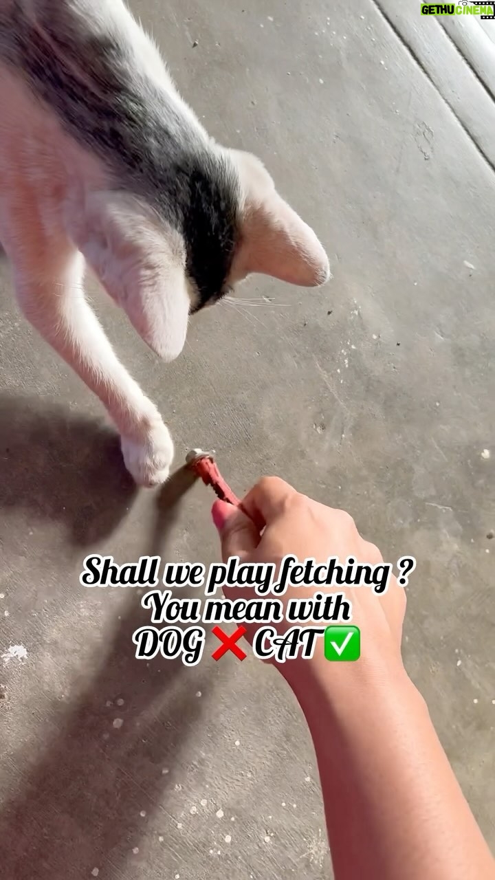 VJ Ezhilarasi Instagram - Playing fetch with DOG❌ CAT✅😅 My alagies ♥️ . . #throwback #catmom