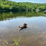 Valentine Thomas Instagram - A beast yet a mama’s boy 🥰 Frogs, chipmunks, mouse, squirrels, snakes, birds, if it’s moving he’s going after it 😅 Sausage gotta pay rent ha! No animal were harmed in the making of these videos 😂 @teddythetravellingsausage @danielf86