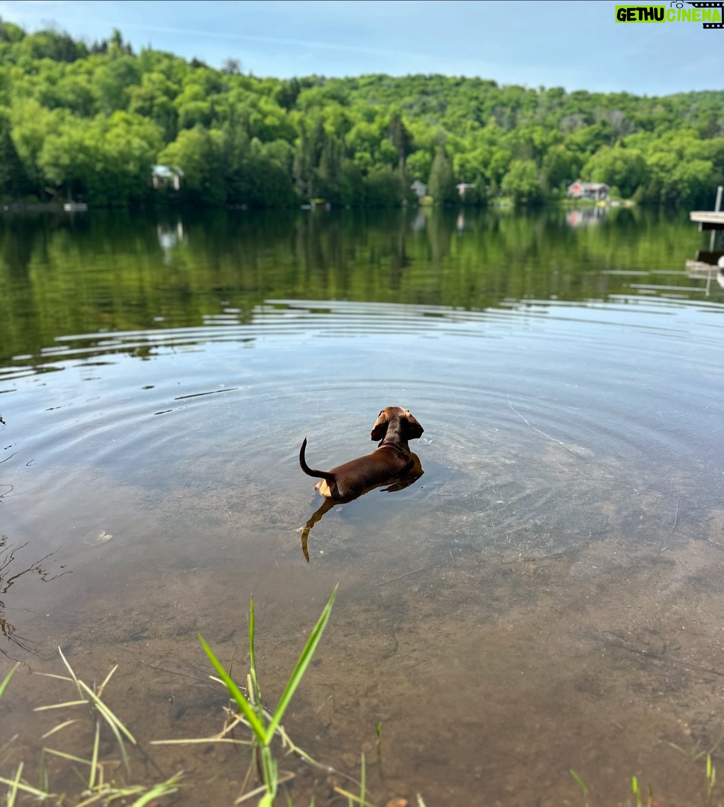 Valentine Thomas - 3.9K Likes - A beast yet a mama’s boy 🥰 Frogs, chipmunks, mouse, squirrels, snakes, birds, if it’s moving he’s going after it 😅 Sausage gotta pay rent ha! No animal were harmed in the making of these videos 😂 @teddythetravellingsausage @danielf86
