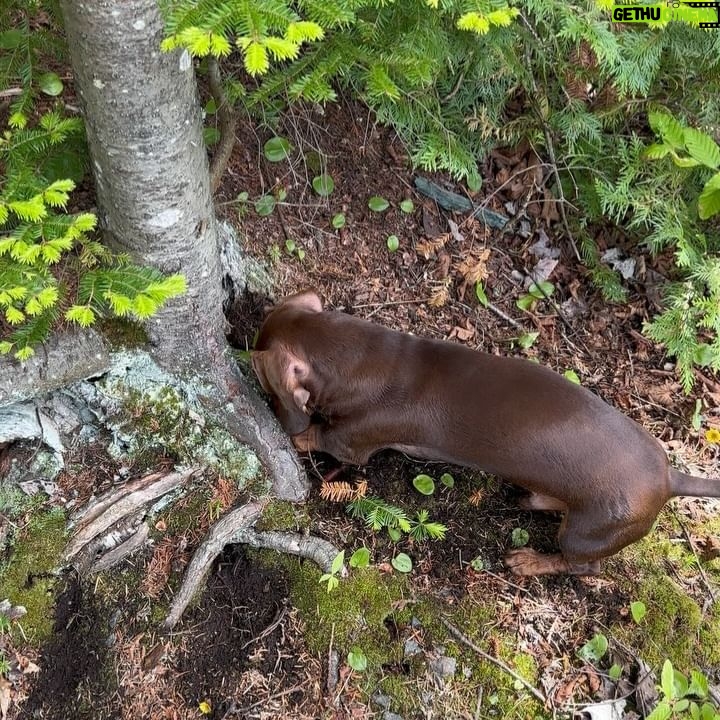Valentine Thomas - 3.9K Likes - A beast yet a mama’s boy 🥰 Frogs, chipmunks, mouse, squirrels, snakes, birds, if it’s moving he’s going after it 😅 Sausage gotta pay rent ha! No animal were harmed in the making of these videos 😂 @teddythetravellingsausage @danielf86