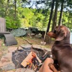 Valentine Thomas Instagram - A beast yet a mama’s boy 🥰 Frogs, chipmunks, mouse, squirrels, snakes, birds, if it’s moving he’s going after it 😅 Sausage gotta pay rent ha! No animal were harmed in the making of these videos 😂 @teddythetravellingsausage @danielf86