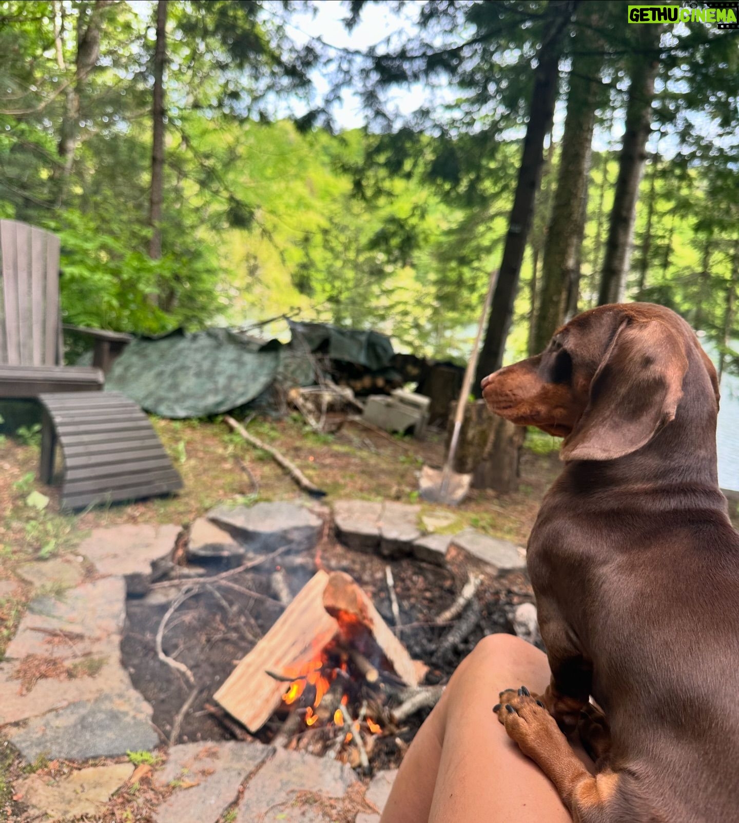 Valentine Thomas - 3.9K Likes - A beast yet a mama’s boy 🥰 Frogs, chipmunks, mouse, squirrels, snakes, birds, if it’s moving he’s going after it 😅 Sausage gotta pay rent ha! No animal were harmed in the making of these videos 😂 @teddythetravellingsausage @danielf86