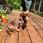 Valentine Thomas Instagram – A beast yet a mama’s boy 🥰 Frogs, chipmunks, mouse, squirrels, snakes, birds, if it’s moving he’s going after it 😅 Sausage gotta pay rent ha! No animal were harmed in the making of these videos 😂 @teddythetravellingsausage @danielf86