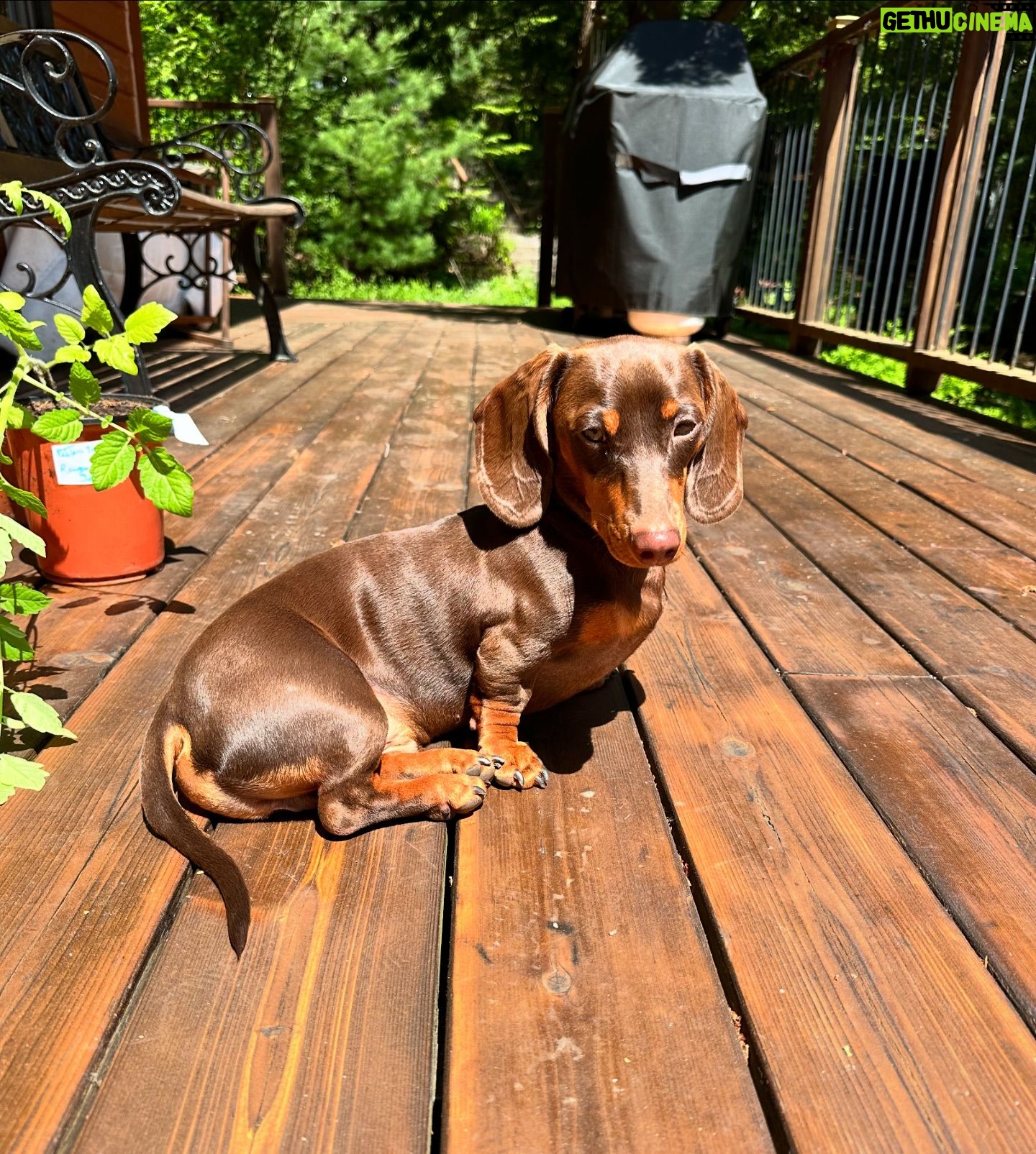 Valentine Thomas - 3.9K Likes - A beast yet a mama’s boy 🥰 Frogs, chipmunks, mouse, squirrels, snakes, birds, if it’s moving he’s going after it 😅 Sausage gotta pay rent ha! No animal were harmed in the making of these videos 😂 @teddythetravellingsausage @danielf86