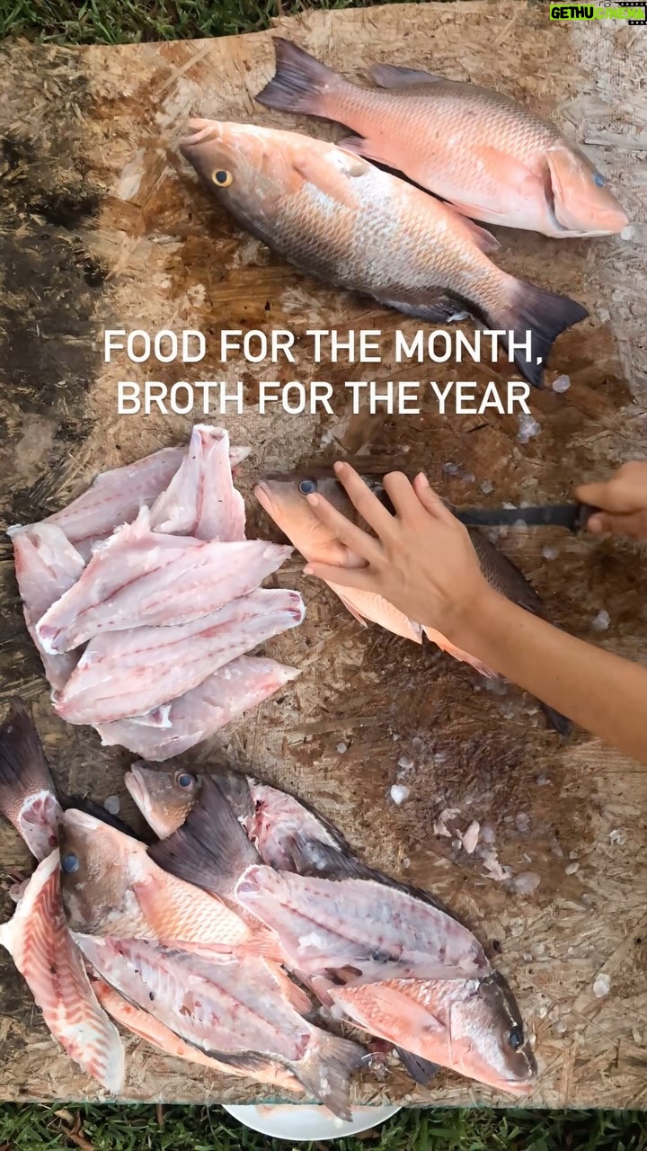 Valentine Thomas Instagram - One of my favorite fish to eat, the mangrove snapper. Very abundant in Florida. So abundant that if @redtidespearfishing is there you’ll filet for hours 😂