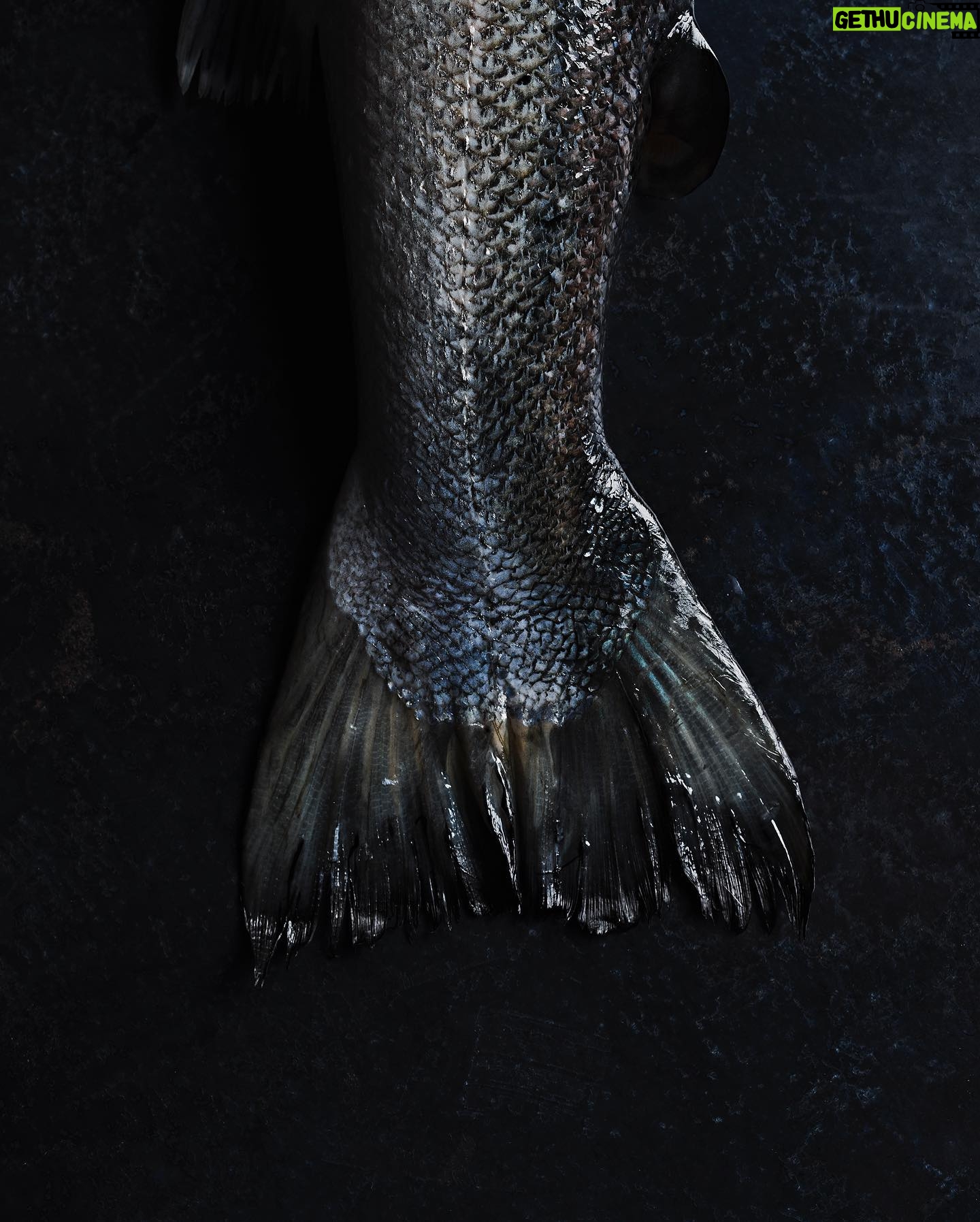 Valentine Thomas - 6.9K Likes - IF YOU’VE BEEN LOOKING FOR A SIGN TO BUY THIS BOOK - THIS IS IT!
If you’re great at cooking, this is for you, if you’re shit at cooking, this is also for you. From a technical section to learn how to use and prep fish and seafood, to world recipes and sustainability tips, you’ll have the ultimate fish bible in your hands. Oh and the photography is phenomenal (thanks to @andrewthomaslee )!
Ha, not funny jokes aside, the first week of a book coming is really important so if you’ve been wanting to wait, please don’t hehe. If you don’t like it I’ll refund you (probably not).