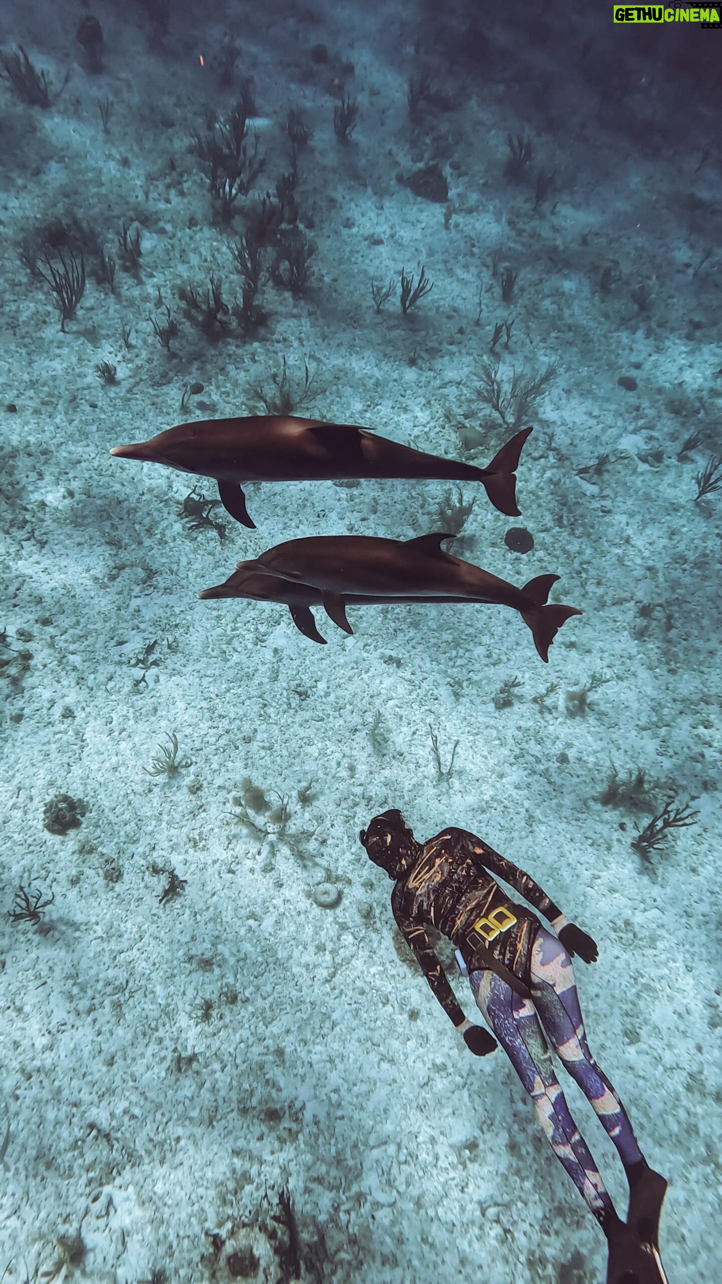 Valentine Thomas Instagram - One of the coolest underwater moment I ever experienced π¬ The dolphins stayed with us for a good 45 minutes just playing around. The mommies and their babies kept swirling around me. I like to think they knew I was pregnant - but us humans like to make Disney stories in our heads so who knows ha π #dolphins #underwaterphotography #ocean #freediving #snorkeling #animals π₯ @ggerbasi