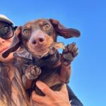 Valentine Thomas Instagram - If you ever owned or know someone you owned a Dachshund, you know they aren’t normal dogs. They think they are half Great Dane half human baby, they hunt like wolves, they cuddle like cats, they have enough endurance to run a marathon and they are down for anything (and want to be included in everything) and he fits in a backpack 😬 As I grew up around them, I knew what I was getting myself into (they are irrevocably little sh!ts, but I never thought I’d get such a sidekick in life. We do EVERYTHING together (@danielf86 takes the photos hehe). I cannot help myself to wonder how having a baby will affect our relationship and how he will develop his own with my baby. One thing is sure, I cannot wait to see them together! Tips and tricks are welcome!! Happy 1 year my little bear 🐻 🎈 @teddythetravellingsausage And thank you @betsyalvarezz for the most amazing dog I could ever dream of 😭🥹 12 pounds of pure love, sassiness, and full time entertainment.