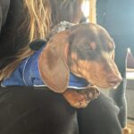 Valentine Thomas Instagram - If you ever owned or know someone you owned a Dachshund, you know they aren’t normal dogs. They think they are half Great Dane half human baby, they hunt like wolves, they cuddle like cats, they have enough endurance to run a marathon and they are down for anything (and want to be included in everything) and he fits in a backpack 😬 As I grew up around them, I knew what I was getting myself into (they are irrevocably little sh!ts, but I never thought I’d get such a sidekick in life. We do EVERYTHING together (@danielf86 takes the photos hehe). I cannot help myself to wonder how having a baby will affect our relationship and how he will develop his own with my baby. One thing is sure, I cannot wait to see them together! Tips and tricks are welcome!! Happy 1 year my little bear 🐻 🎈 @teddythetravellingsausage And thank you @betsyalvarezz for the most amazing dog I could ever dream of 😭🥹 12 pounds of pure love, sassiness, and full time entertainment.
