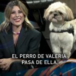 Valeria Ros Instagram - El perro de @_valros pasa de ella. Está deseando que le abandone en una gasolinera. #laresistencia