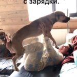 Valeriya Bukina Instagram – Лучшее начало дня ❤️

#собакадругчеловека 
#назарядкустановись 
#движениежизнь