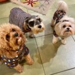 Vanessa Bell Calloway Instagram - I wasn’t home to dress my babies up this year but here they are last year in their Halloween PJ’s Next year will be epic!!!! I promise!!! 🎃🎃