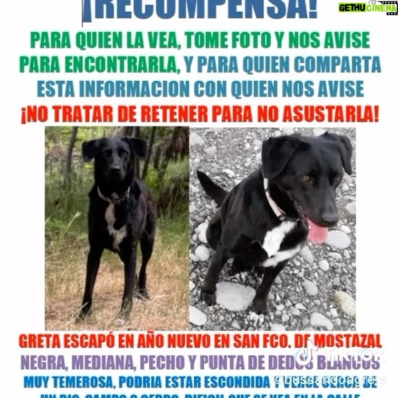 Vanessa Daroch Instagram - Mis amores me ayudan difundiendo esta información porfi… Sus papitos han dejado los pies en la calle buscando a Greta y no hay rastro. Si alguien la ve o sabe de ella porfa comunicarse con el teléfono que aparece en el video o a sus redes sociales…Seamos muchos buscando a Greta!!!❤️❤️❤️❤️🐶 Tiktok Buscando a Greta #buscandoagreta
