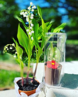 Vanessa Demouy Instagram - je vous souhaite un bon 1 er Mai !! parfumé et gourmand … #1ermai #douceur #familytime