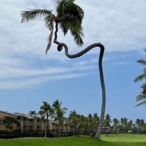 Vanna White Instagram - This crazy #palmtree made me smile today. I’ve never seen anything like it!