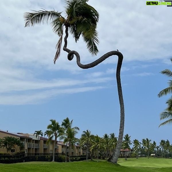 Vanna White - 3.7K Likes - This crazy #palmtree made me smile today. I’ve never seen anything like it!