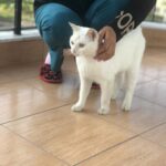 Veda Yurtsever Instagram – Bu vicdan azabı kız arkadaş , Van Kedisi, balkondan ayrılmıyor, nerdeyse içeri alalım diye yalvarıyor. Belli ki bi evden atılmış, dokunduğun anda traktör sesi kuvvetinde gırlıyor, sevgi dolu, bence biri onu sahiplenir aranızda, hı di mi?