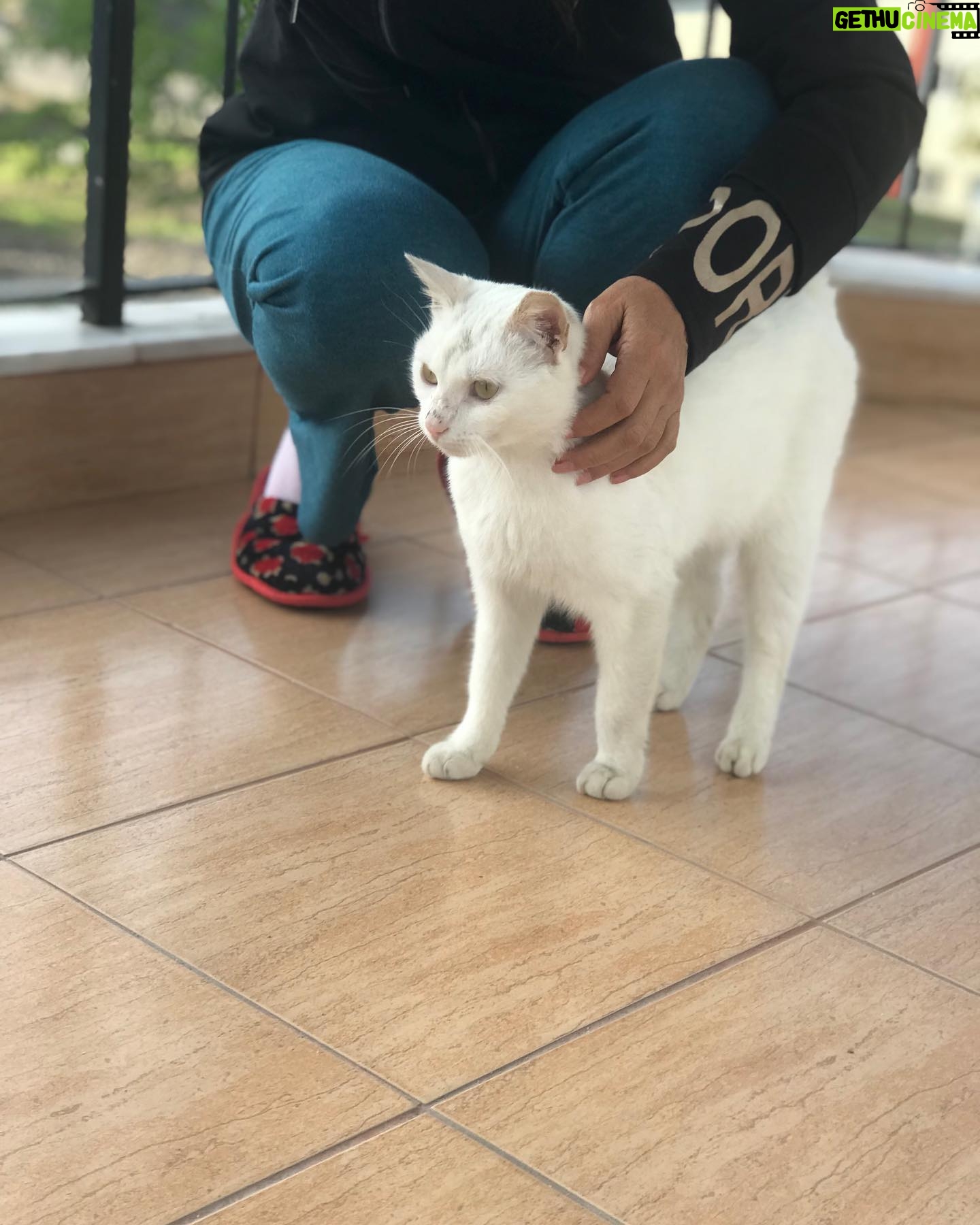 Veda Yurtsever Instagram - Bu vicdan azabı kız arkadaş , Van Kedisi, balkondan ayrılmıyor, nerdeyse içeri alalım diye yalvarıyor. Belli ki bi evden atılmış, dokunduğun anda traktör sesi kuvvetinde gırlıyor, sevgi dolu, bence biri onu sahiplenir aranızda, hı di mi?