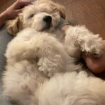 Vedika Pinto Instagram – Sir Benjamin of house hardly-a-canine. Consumer of alltheattentionintheworld and reigning waster of time 👑