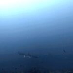 Vedika Pinto Instagram – mid-week blues #oceanwithdrawals