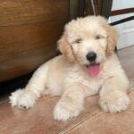 Vedika Pinto Instagram – Sir Benjamin of house hardly-a-canine. Consumer of alltheattentionintheworld and reigning waster of time 👑