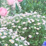 Venus Palermo Instagram - *:･ﾟ✧*:･ﾟ✧ Thank you all for the support on my Patreon and all the positive wishes. It really made me so happy to see them. 💕 Today being Monday, the week has started with me feeling hopeful and happy…! 👒 *:･ﾟ✧*:･ﾟ✧ The weather has been nice the last few days, and yesterday I went to do a Hanami by myself and came across these beautiful flowers…they remind me of my childhood a bit! 🧚🏻‍♀️ I hope you like them too. 🌸 *:･ﾟ✧*:･ﾟ✧ I will post some more photos of on my Patreon…I will update you again soon…!💫