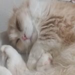 Venus Palermo Instagram - One of fiancés pet! He said it would make him happy if I posted cream-tan ❤️