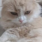 Venus Palermo Instagram - One of fiancés pet! He said it would make him happy if I posted cream-tan ❤️