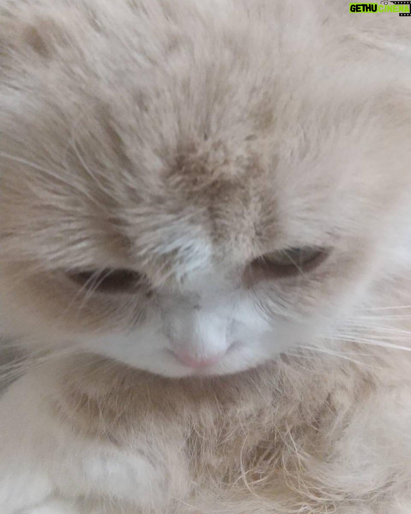 Venus Palermo Instagram - One of fiancés pet! He said it would make him happy if I posted cream-tan ❤️