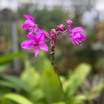 Verónica Bravo Instagram - El sauce llorón, los nenúfares, la mariposa, las flores exóticas, yo.