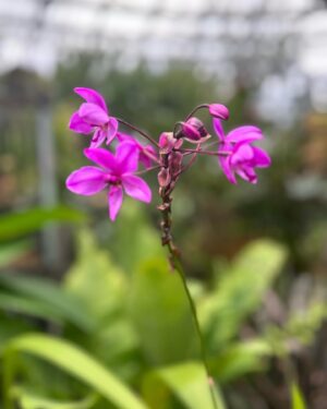 Verónica Bravo Instagram - El sauce llorón, los nenúfares, la mariposa, las flores exóticas, yo.