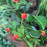 Verónica Bravo Instagram - El sauce llorón, los nenúfares, la mariposa, las flores exóticas, yo.