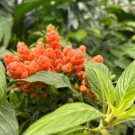 Verónica Bravo Instagram - El sauce llorón, los nenúfares, la mariposa, las flores exóticas, yo.