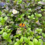 Verónica Bravo Instagram - El sauce llorón, los nenúfares, la mariposa, las flores exóticas, yo.