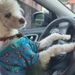 Verónica Macías Instagram – Cuando todo pasa alrededor de tu perrito,  y sales siempre buscando a dónde llevarlo a pasear.
#perrito #perro #perros
#mascotas 
Tu mejor amigo 🐕 
 ¿Te pasa igual?
