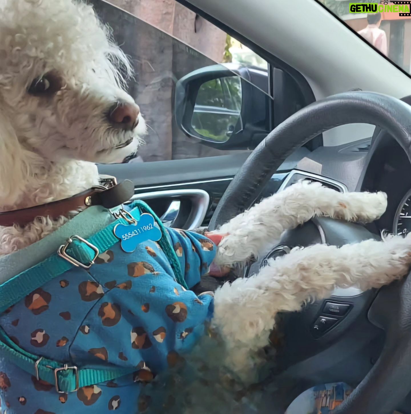 Ver贸nica Mac铆as Instagram - Cuando todo pasa alrededor de tu perrito, y sales siempre buscando a d贸nde llevarlo a pasear. #perrito #perro #perros #mascotas Tu mejor amigo 馃悤 驴Te pasa igual?