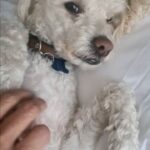 Verónica Macías Instagram - I love you Cottage. My beautiful sweet little friend. Te amo Cottage, mi hermoso y dulce amiguito. #perrito #perritosfelices #perro #perros #perrhijo #mascota #mascotas #perritos #dog #dogs #pet #puppy