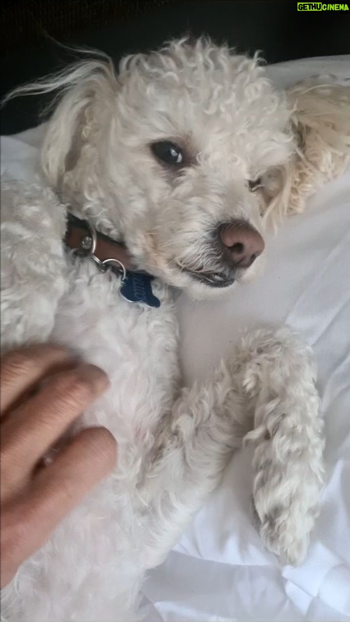 Verónica Macías Instagram - I love you Cottage. My beautiful sweet little friend. Te amo Cottage, mi hermoso y dulce amiguito. #perrito #perritosfelices #perro #perros #perrhijo #mascota #mascotas #perritos #dog #dogs #pet #puppy