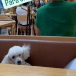 Verónica Macías Instagram - #perrito #perro #amorperruno