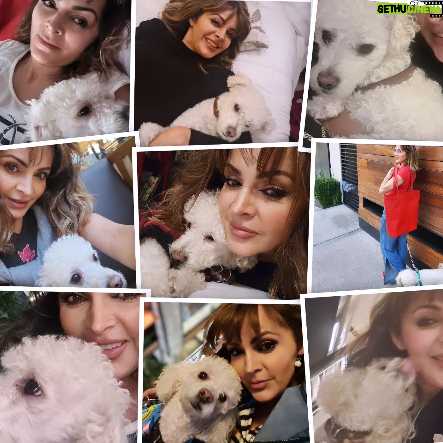 Verónica Macías Instagram - Mi amigo, mi compañero, mi perrito, mi bebé, mi mascota, amo a mi Cottage #perrito #perro #mascotas 🐶 ¿Tú tienes perrito?