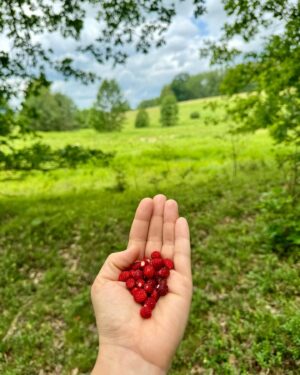 Veronika Khek Kubařová Instagram - JIŽNÍ ČECHY•
Takový to prostý
Takový to čistý
Takový to na dosah
Takový to voňavý
Takový to pro všechny
Takový to pro oči
Takový to pro duši

#štěstínaloukách
#krásnýtotumáme
#loukavdusi