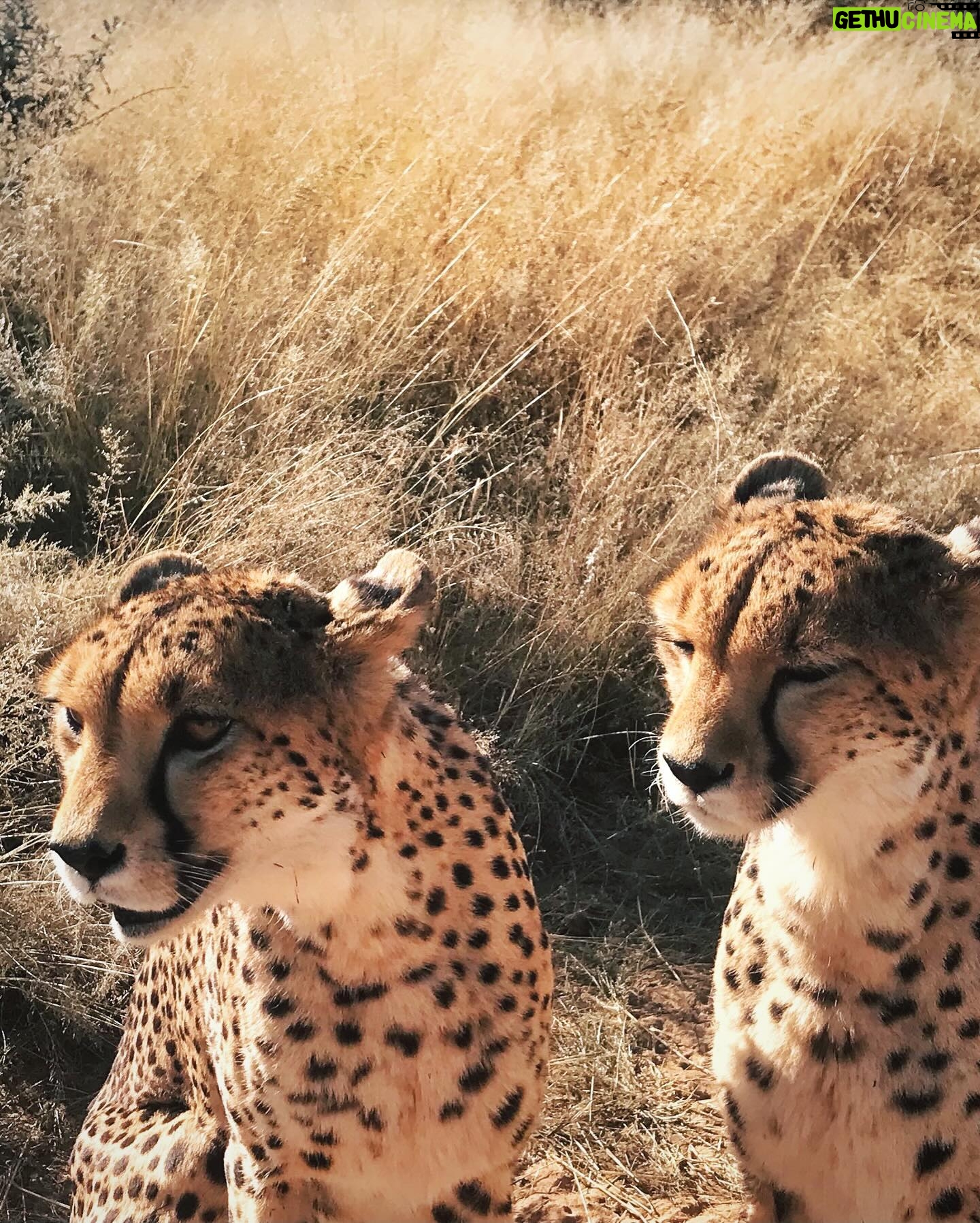 Veronika Macková - 2K Likes - Dnes je Den ohrožených druhů (Endangered species day), který nám připomíná důležitost ochrany zvířat a jejich přirozeného prostředí. 🙏
💕A tak bych všem (ohroženým) nevinným dušičkám v jejich domovech chtěla popřát, aby se stále našlo víc a víc lidí, kteří za ně budou bojovat, aby nám nezmizeli navždy. 🍀 Bez nich by to nešlo!
A jsem vděčná všem druhům za setkání, snad ne naposled. Jsou moje energie 💕🙏
